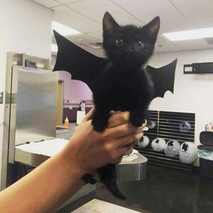 me desculpa (Explicit)