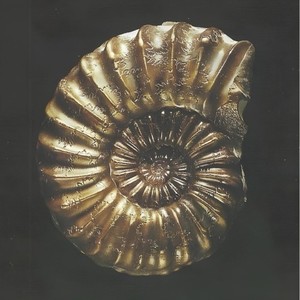 Shell