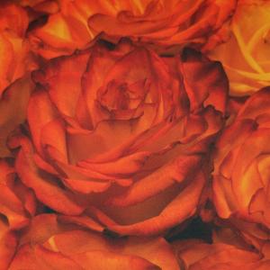 All We Could Ask For