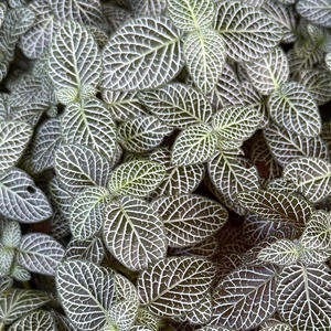 On and On (feat. DJ Scotty Doo|Explicit)