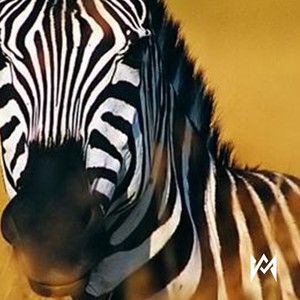 Se Porta Mal (La Cebra)