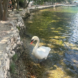 Lauras' Choice (Explicit)