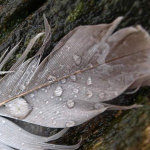 Hope is the thing with feathers