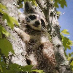 Down (Bad) (Explicit)