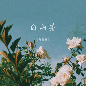 白山茶封面