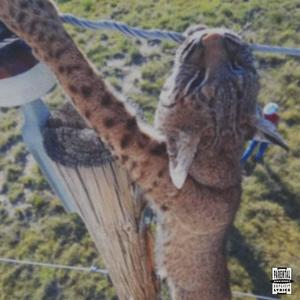 I'M RAW (feat. Josh The Author) (Explicit)