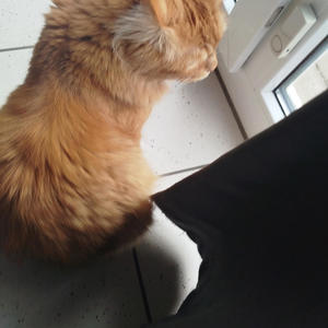 Ich liebe dich über alles Opa