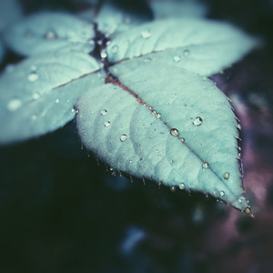 35 Loopable Natural Rain Sounds for Serenity