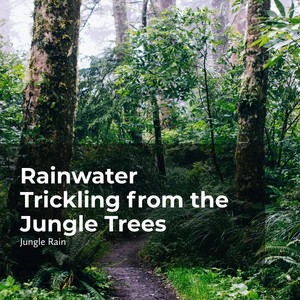 Rainwater Trickling from the Jungle Trees