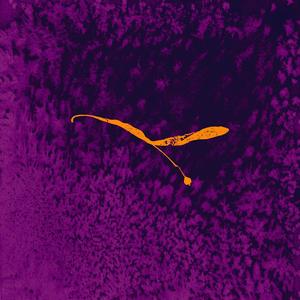 Morph (feat. Philip Czarnecki) (re·imagined)