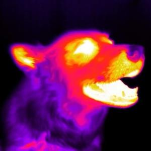 Rolo (feat. Grant Griffin) (Explicit)