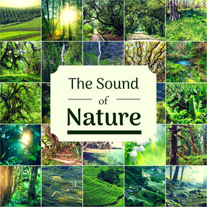 The Sound of Nature - Music with Natural Sounds for Focus, Study, Concentration