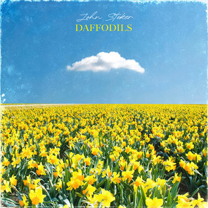 Daffodils