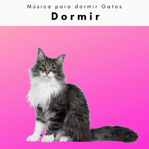 Via de Lluvia Distante para Sueños