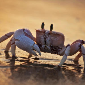 Crabs