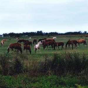 PROTESTA KE ESTÁ 3 (feat. South00s) (Explicit)