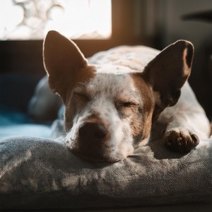 Rasgueos Suaves Para Perros