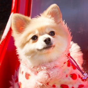 ずるいよ･･･(カバー) (真狡猾)