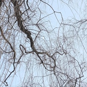 等来风雪漫天飞