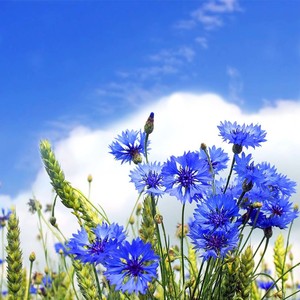 Васильки (Explicit)