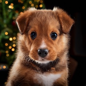 El Calor De Una Siesta Reparadora