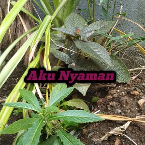 Aku Nyaman
