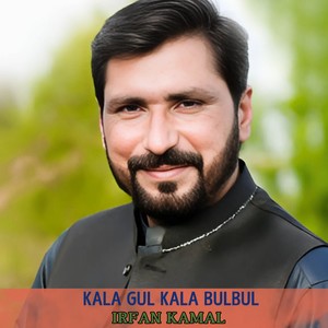 KAla Gul Kala Bulbul