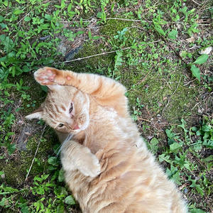 fayë//know me (feat. ABL Ocho, SWAGGYT & zae) (Explicit)