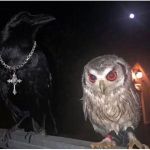 POP IT OFF (Explicit)