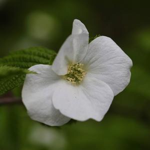 Ou Sove ak kem (feat. Favory) (Explicit)