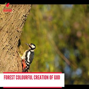 Forest Colourful Creation of God