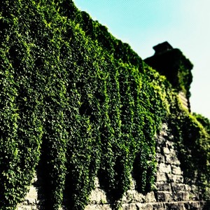 Ivy on Stone