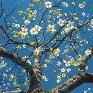 SpringThing（春雨你）-不凌.