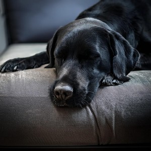 Ritmos De Hip Hop Tranquilos Para La Terapia De Mascotas