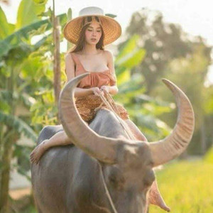 คิดถึงคำแพง