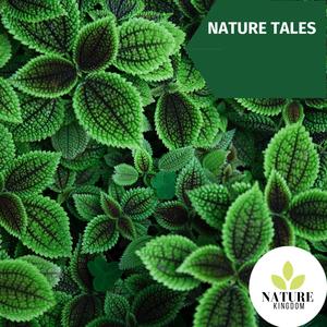 Nature Tales