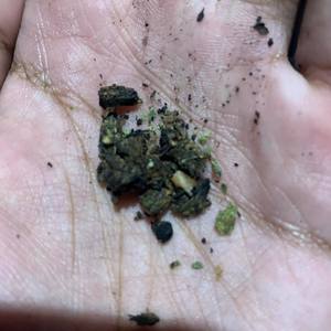 TapeDD Inn (Explicit)