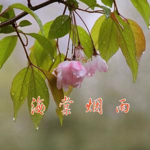 海棠烟雨