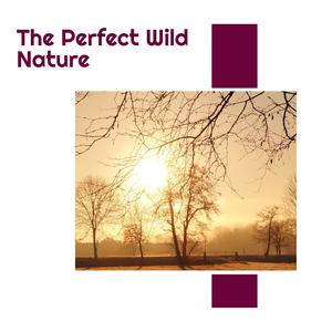 The Perfect Wild Nature