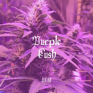 Purple Kush