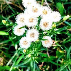 Petite chanteuse (Explicit)