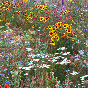 Aura Synchronization