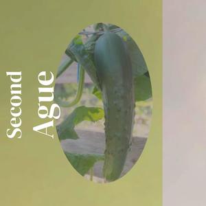 Shako - Seldom Culminating