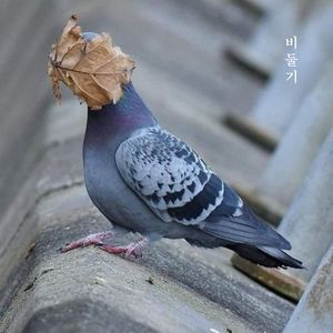 비둘기 (Pigeon)