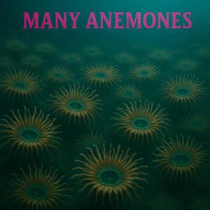 Many Anemones