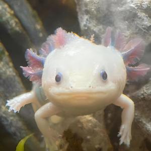 The Realest Axolotl