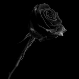 Dark Rose (Explicit)