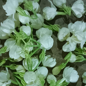 好一朵横州茉莉花-mix1