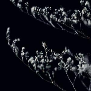 Grew In The Dark (Explicit)