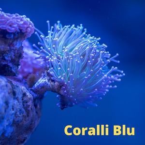 Coralli blu